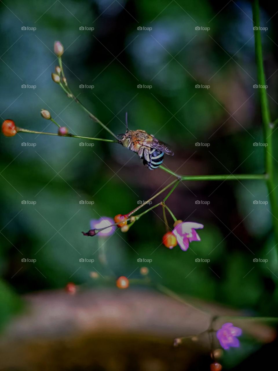 A blue-banded bee rest on the stem of Talinum Paniculatum.