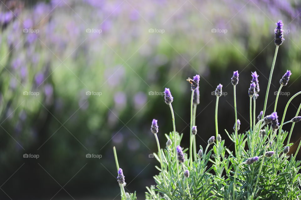 Insect on lavender flower