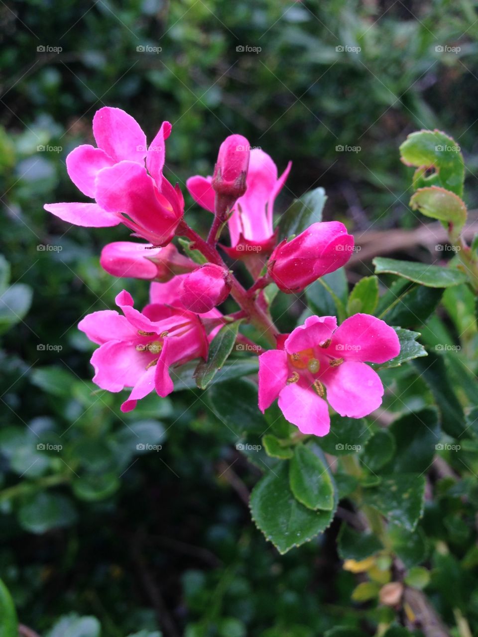Pink flower
