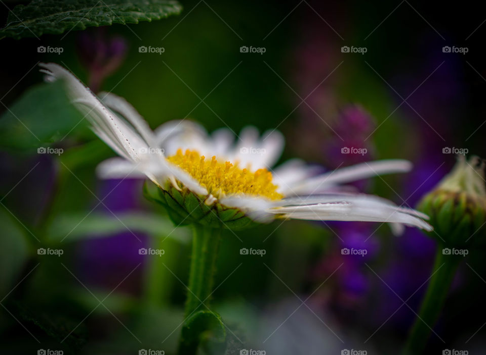 White Daisy of the Purple Flower Garden
