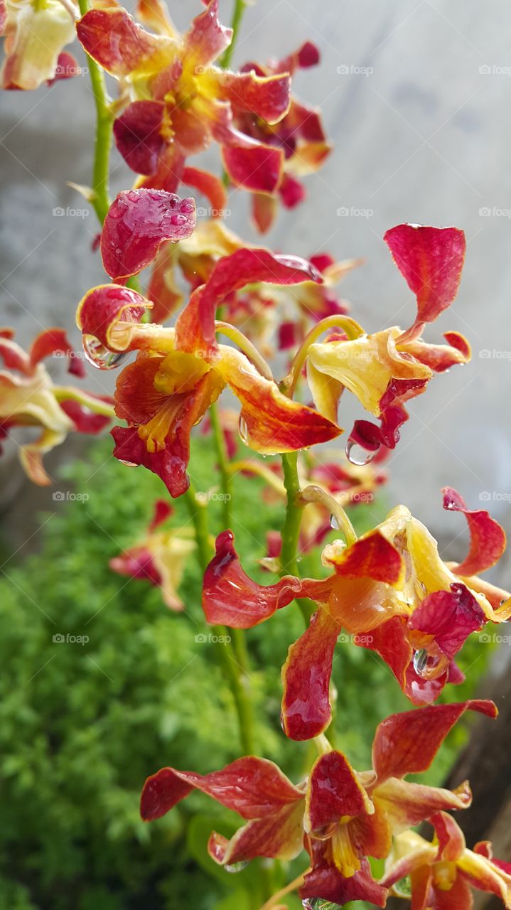 orchid in garden ir park