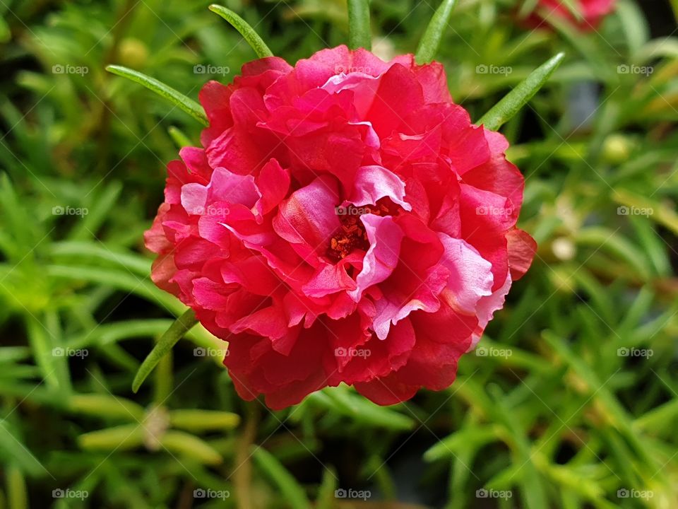 my beautiful Portulaca grandiflora