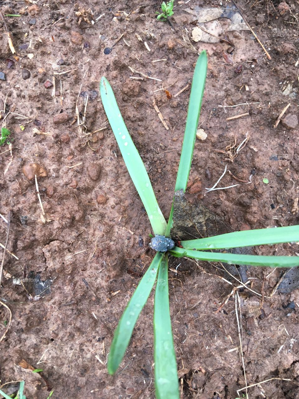 Just another one of my dollar deals! Not sure what it’s called but I like it. Cute!