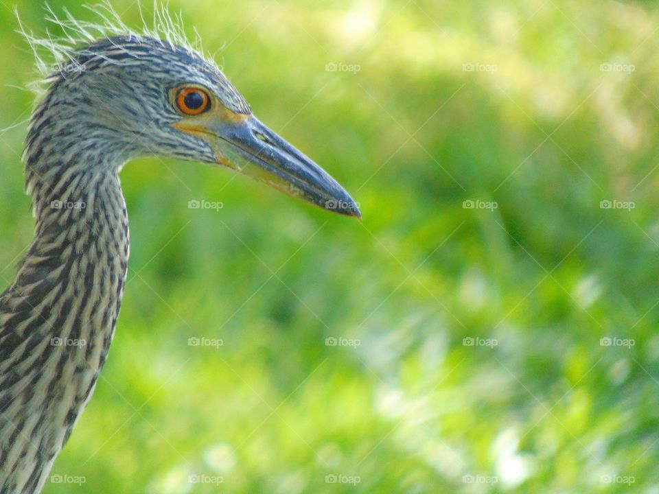 Baby Heron