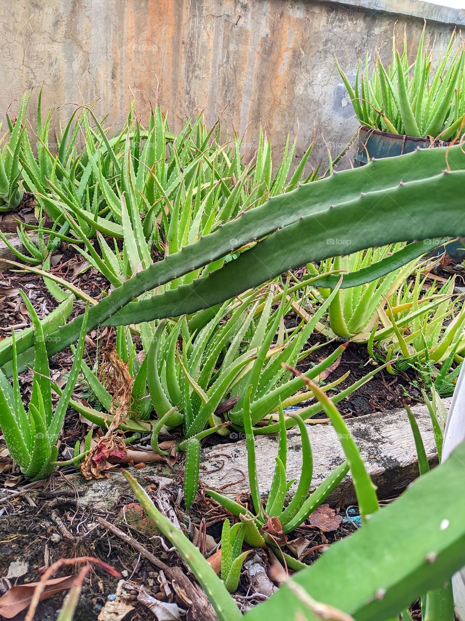 aloe vera plant🌵😅