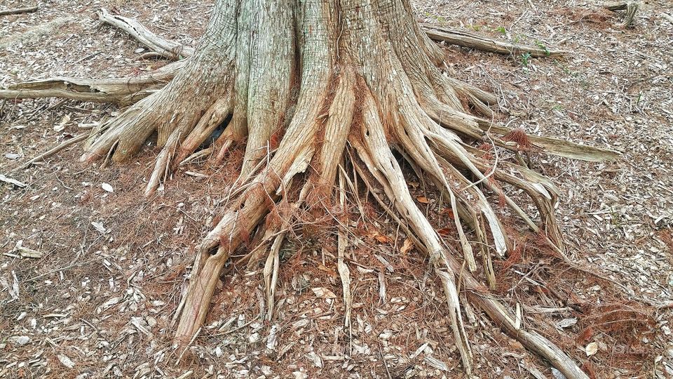 Rustic Roots