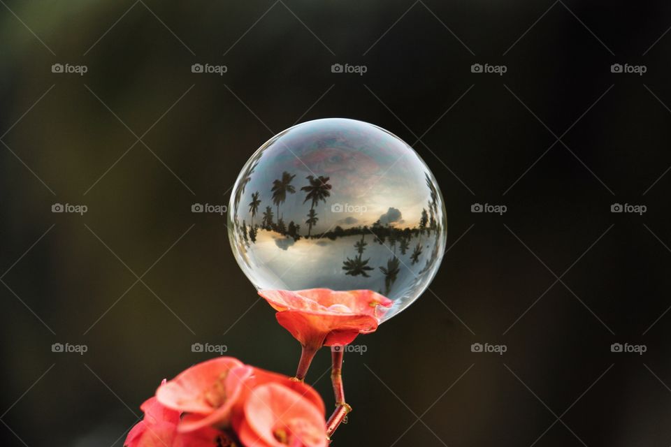 nature in the bubble
