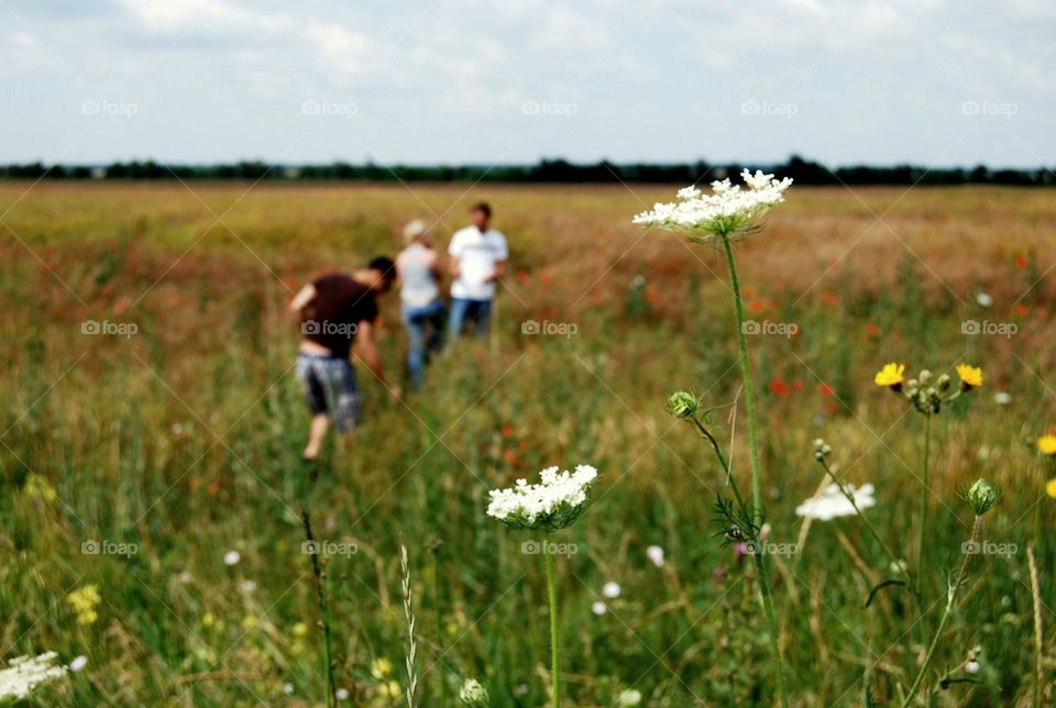 Field, Grass, Nature, Hayfield, Landscape