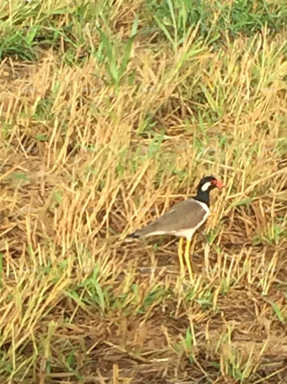 Bird in the meadow 