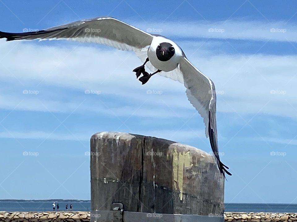 Seagull attack