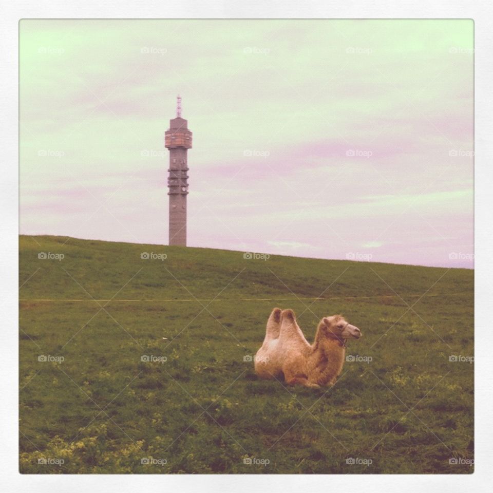 Camel in front of Kaknästornet