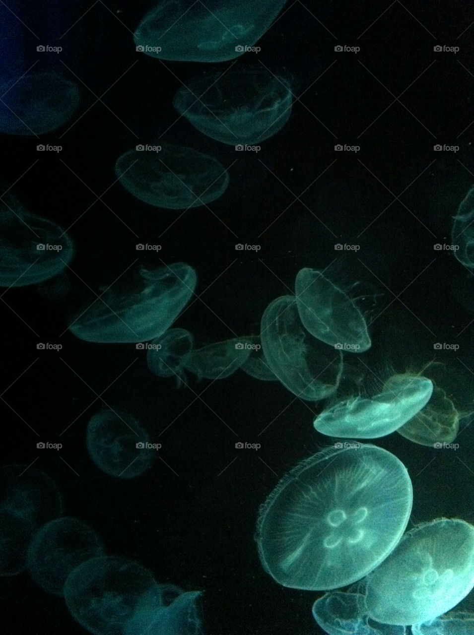 ocean animal jellyfish by meanasjed