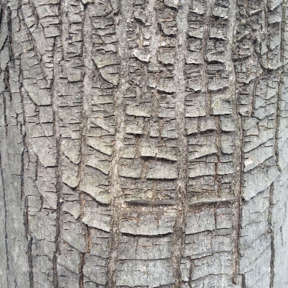 texture tree