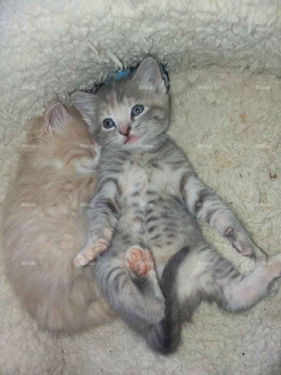 kittens