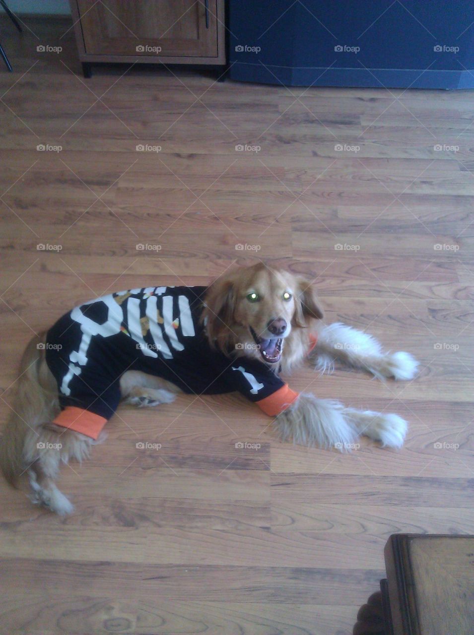 This is my dog Sunny. He's a mix of golden retriever and cocker spaniel. He has the sweetest smile and the biggest brown eyes. He's in his Halloween skeleton costume.