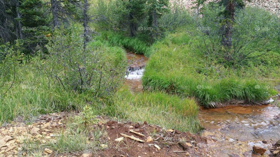 Creek, wild flowers