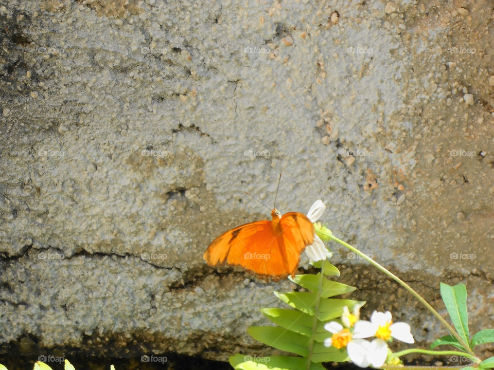 Orange Butterfly On Flower
