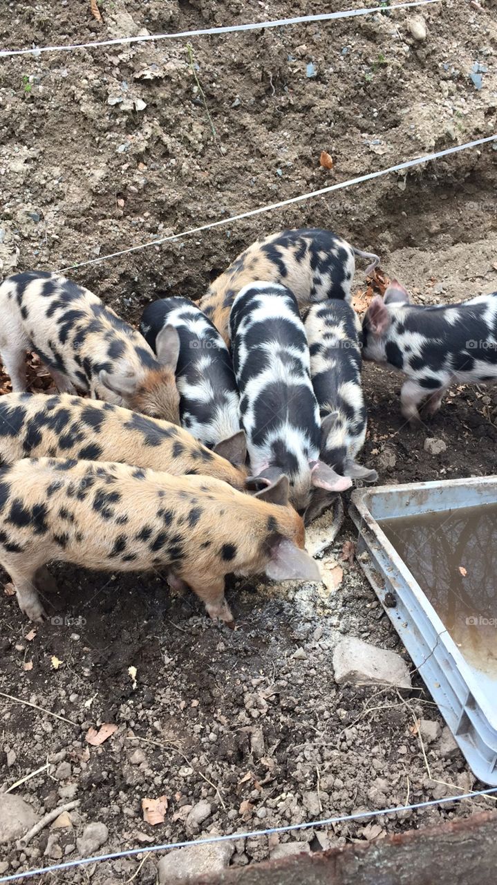 hungry pigs