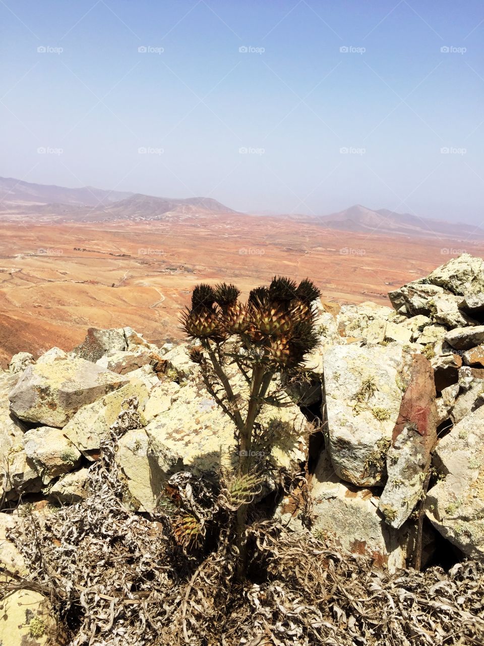 Flower mountain