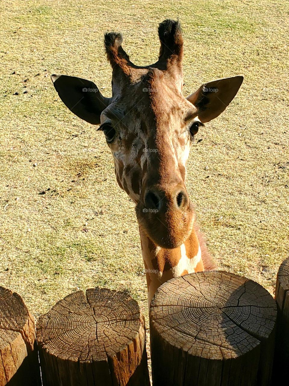 giraffes