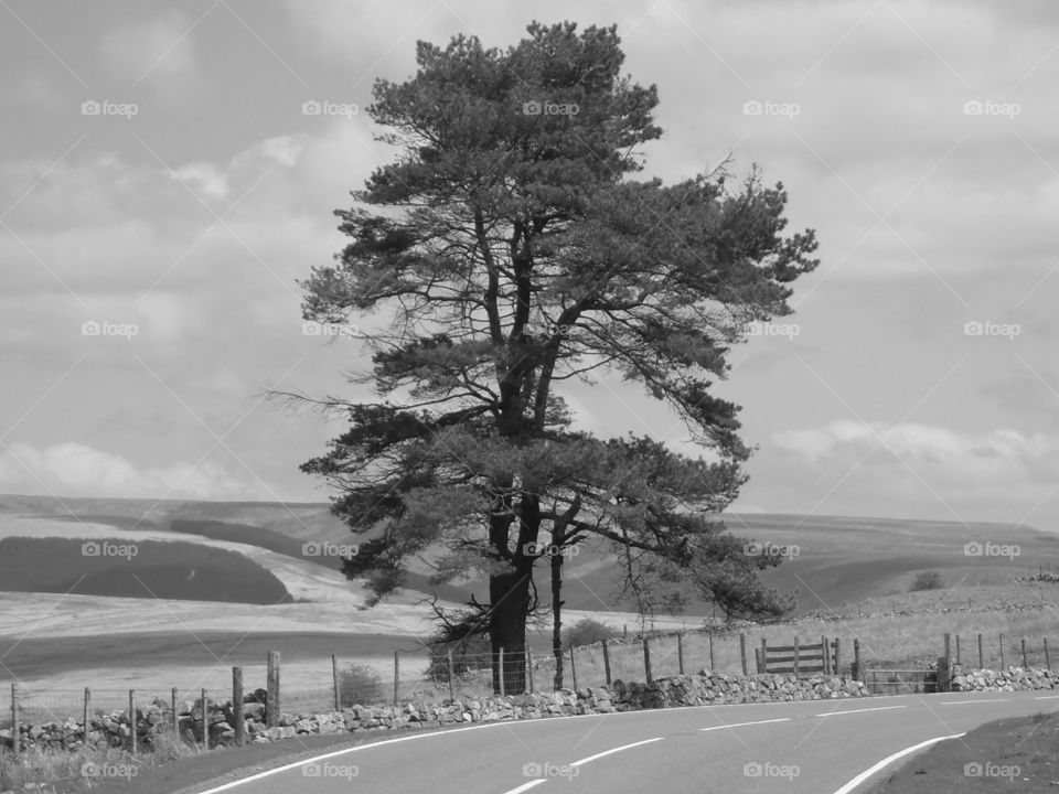 Tree in Wales