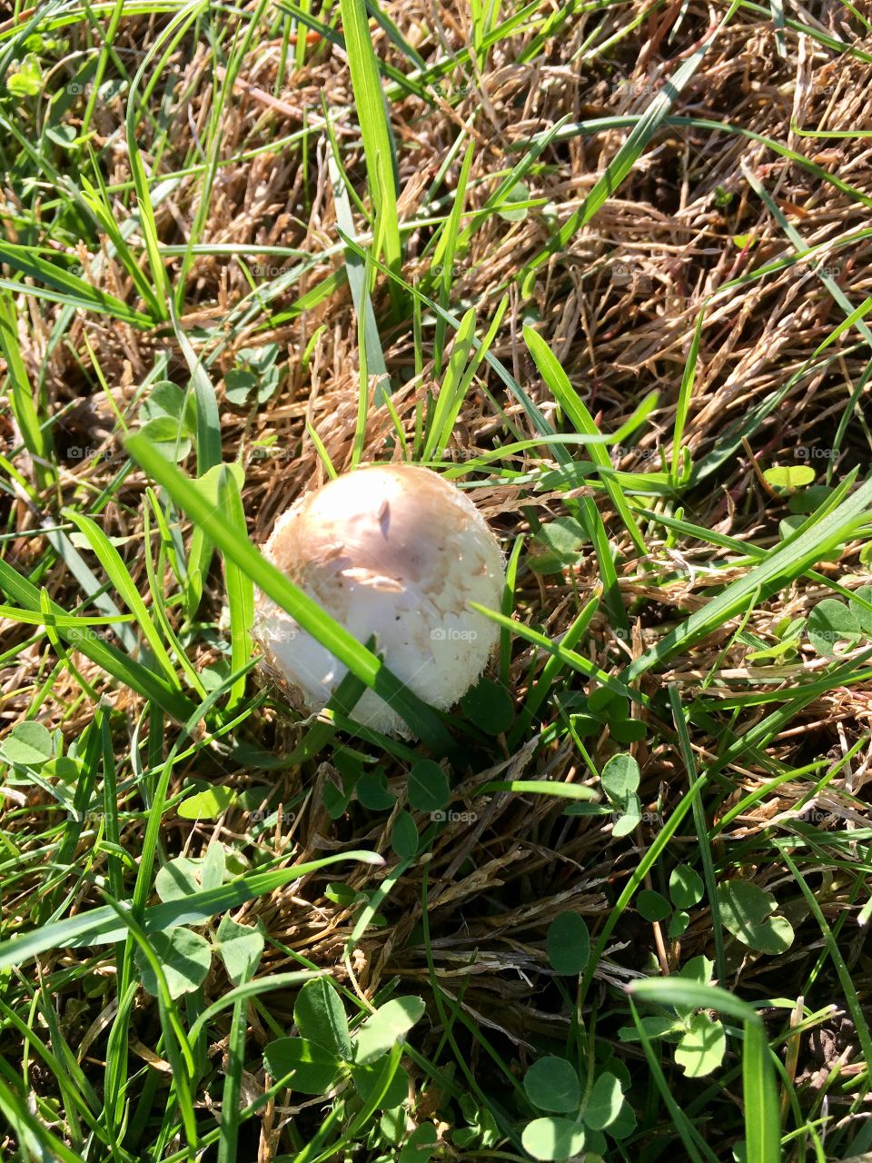 White mushroom