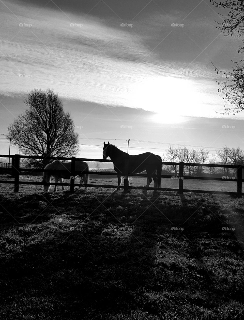 Horses in Diddington