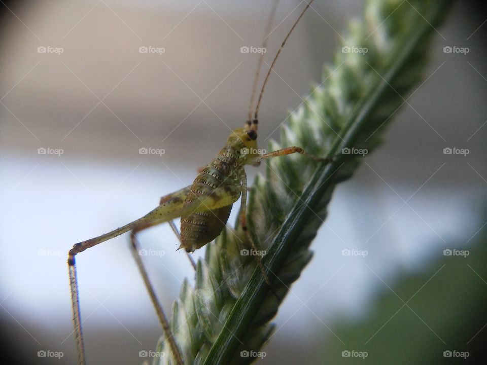 Beautyfull macro shots