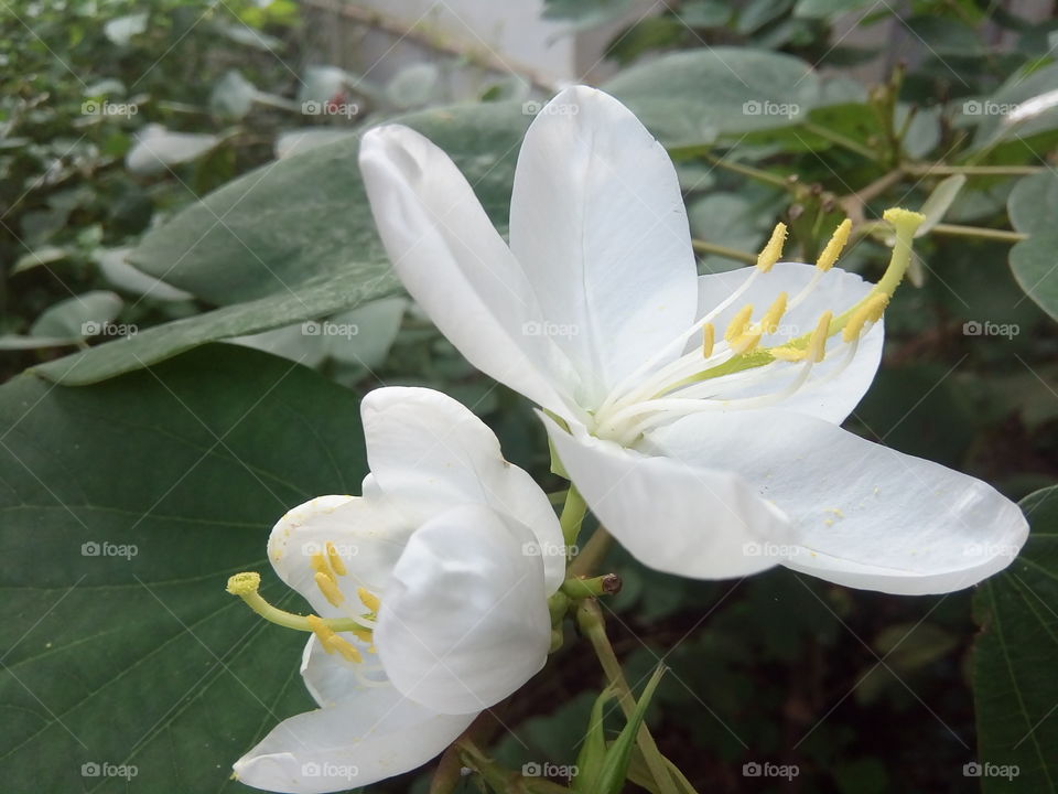 flower 2018-01-17 011 
#আমার_চোখে #আমার_গ্রাম #nature #flower 
#eukaryota #plantae #angiosperms #eudicots