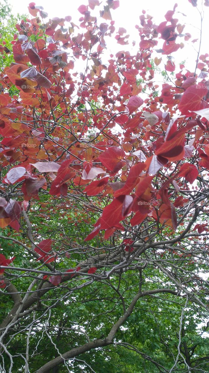 spring. leaves. beauty
