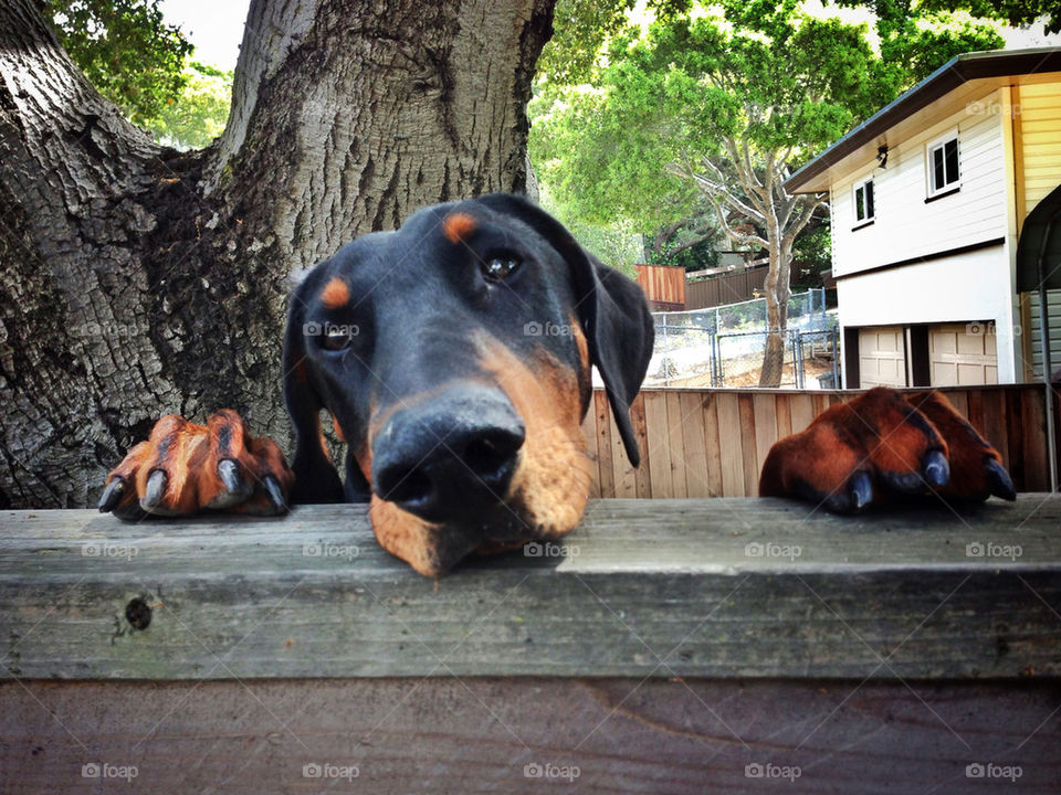 Dog peeking over fence