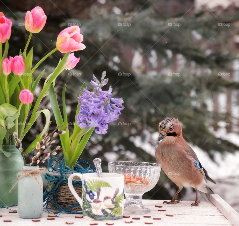 Jay bird in still life with flowers