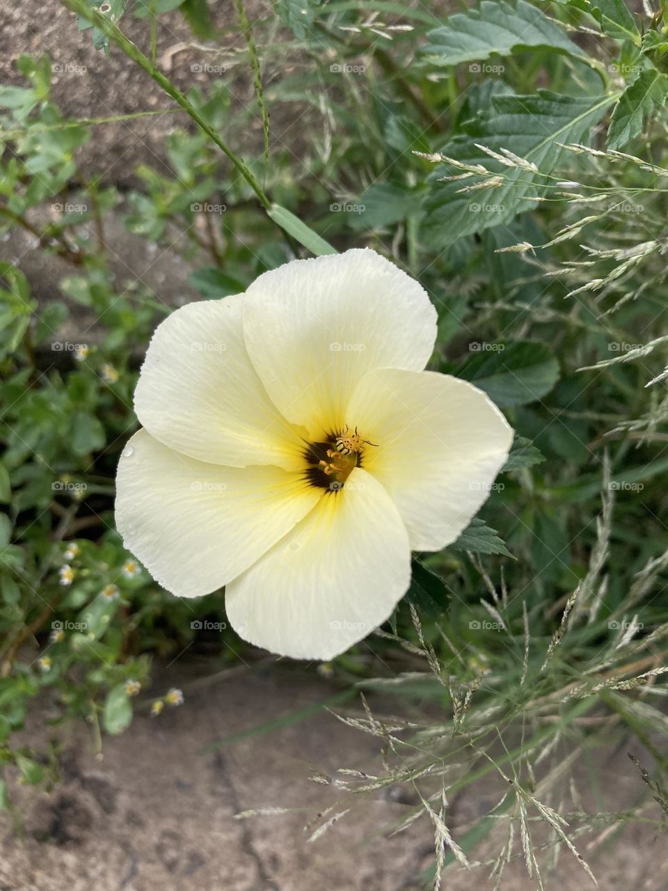 🌹 🇺🇸 Very beautiful flowers to brighten our day.  Live nature and its beauty. Did you like the delicate petals? / 🇧🇷 Flores muito bonitas para alegrar nosso dia. Viva a natureza e sua beleza. Gostaram das pétalas delicadas? 