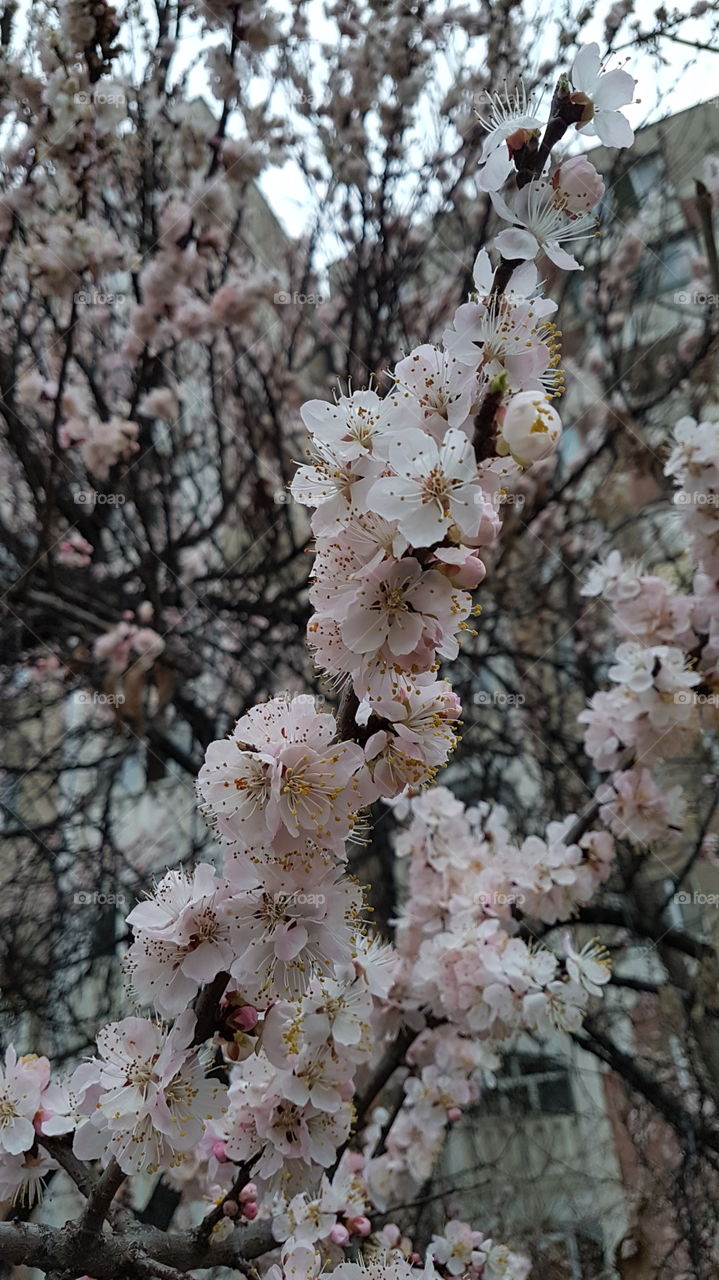 blossoming apricot branch in spring