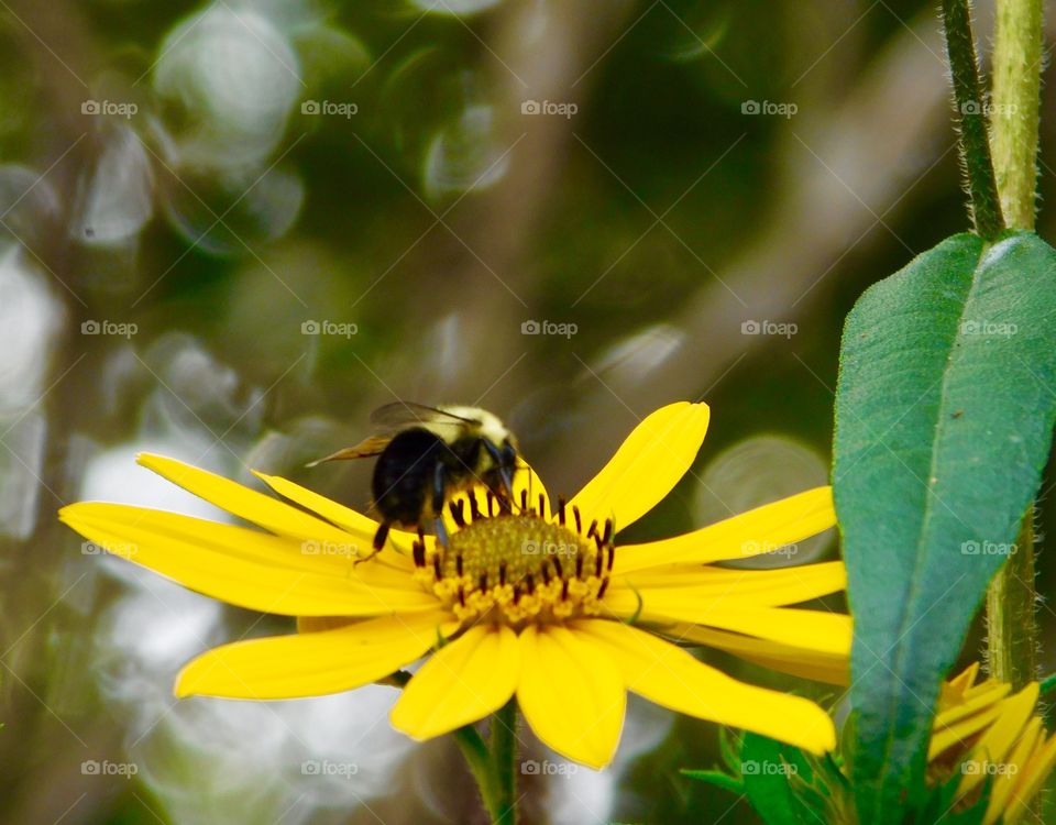 Close-up of insect on yellow flower