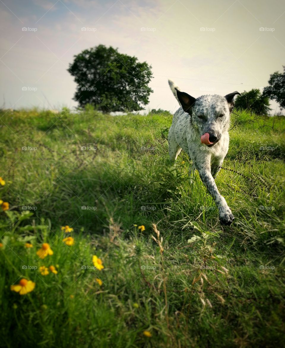 A young blue heeler dog runs down a hill in spring