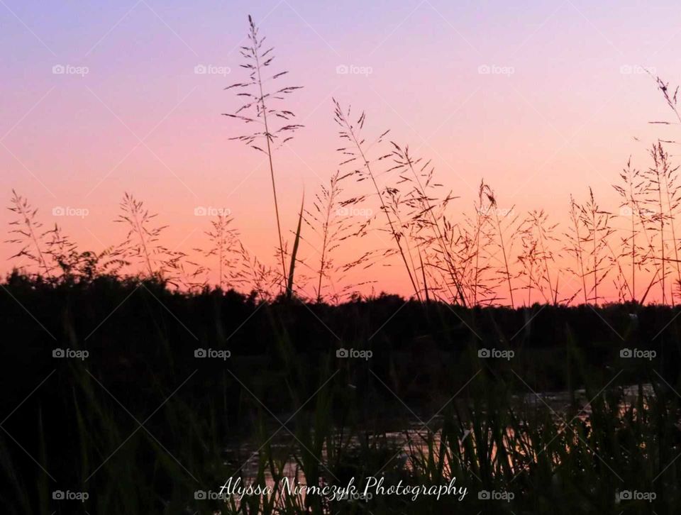 Prairie Grass along the waters edge. Stunning sunset colors paint the sky with their beauty. Gentle wind keeps them dancing.