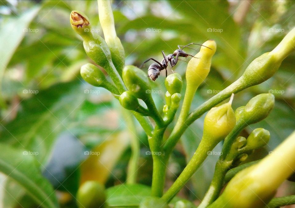 ant in beautiful nature