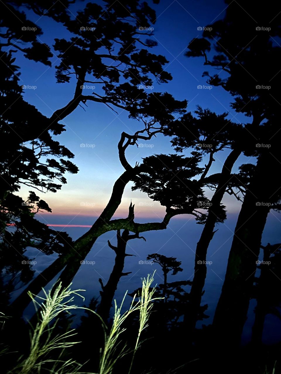 Battle: meadow vs. forest -- forest in the twilight