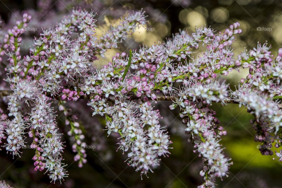 Blooming tamarix (Comb).