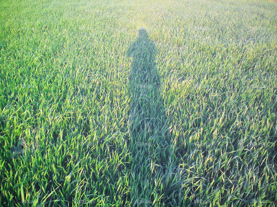 Shadow of a person/photographer in a wheat crop field