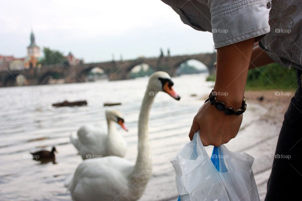 Water, People, Swan, Outdoors, Bird