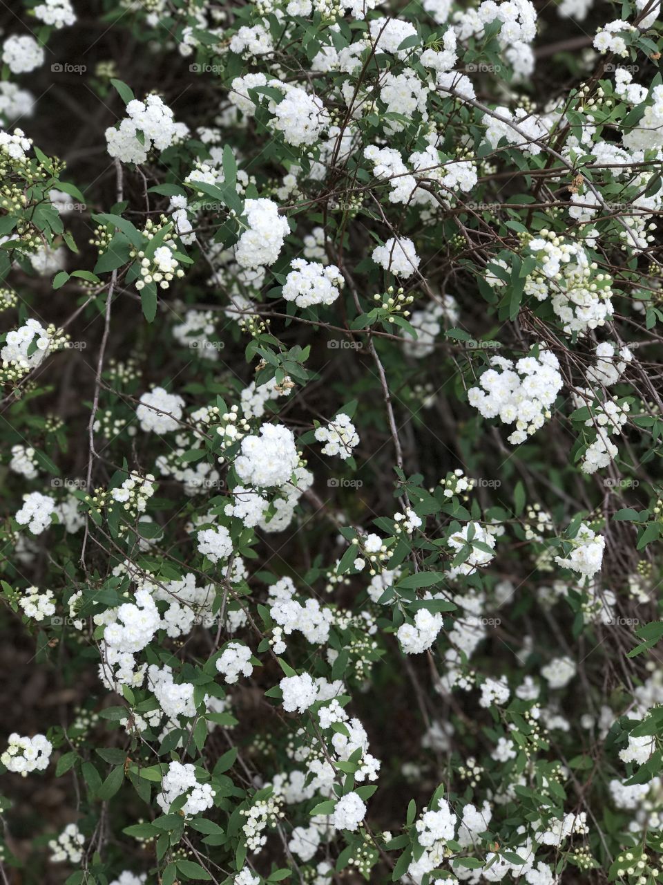 Close-up of white flower plant