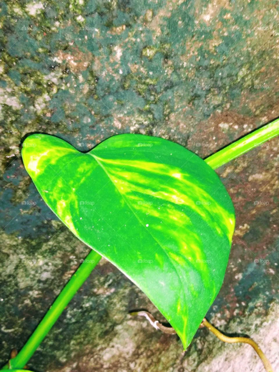 a leaf of a money plant