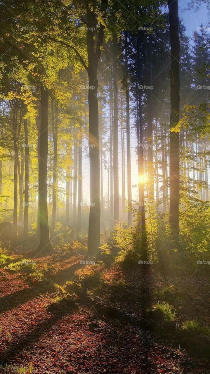 Trees in forest during sunrise
