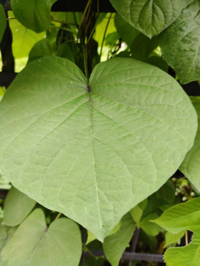Bright Green Leaf in the process of photosynthesis produces oxygen. Oxygen required for all living beings to survive.