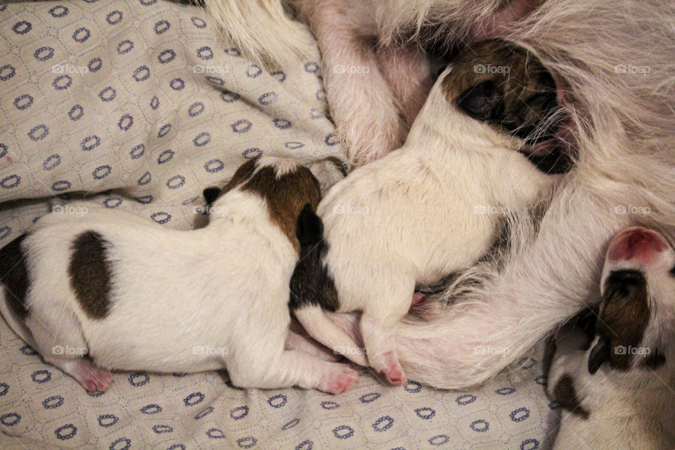 Brest feeding of a rough cut Jack Russell terriers puppies