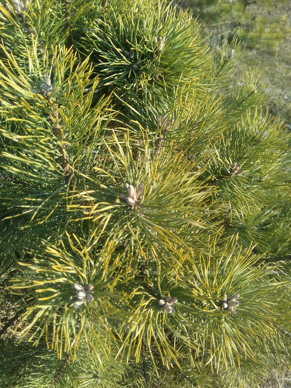 Needle, Tree, Evergreen, No Person, Pine