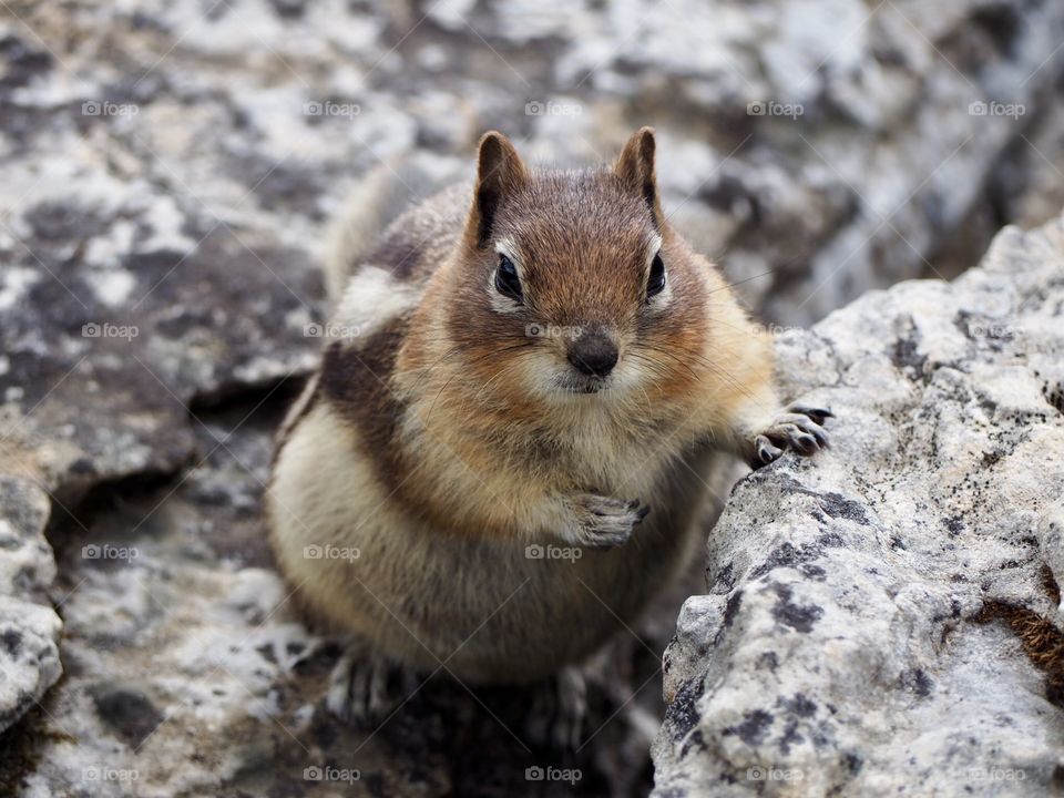 A chubby little golden mantled ground squirrel seemingly rests against a rock high up in the mountains of Banff national park. 