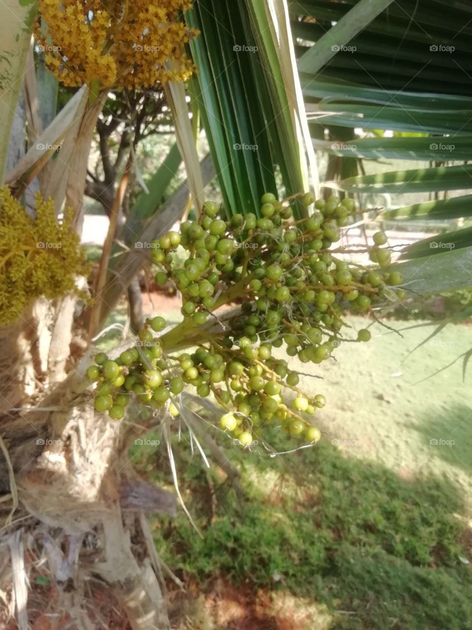 Close up view of Fresh tender buds of palm tree in a park